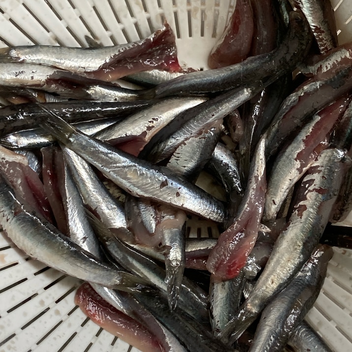 うちの下ごしらえ イワシの下処理